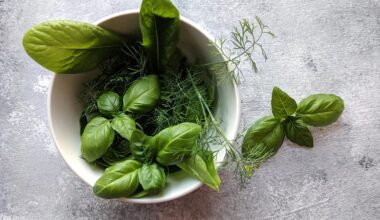 autumn dill harvest 21 days
