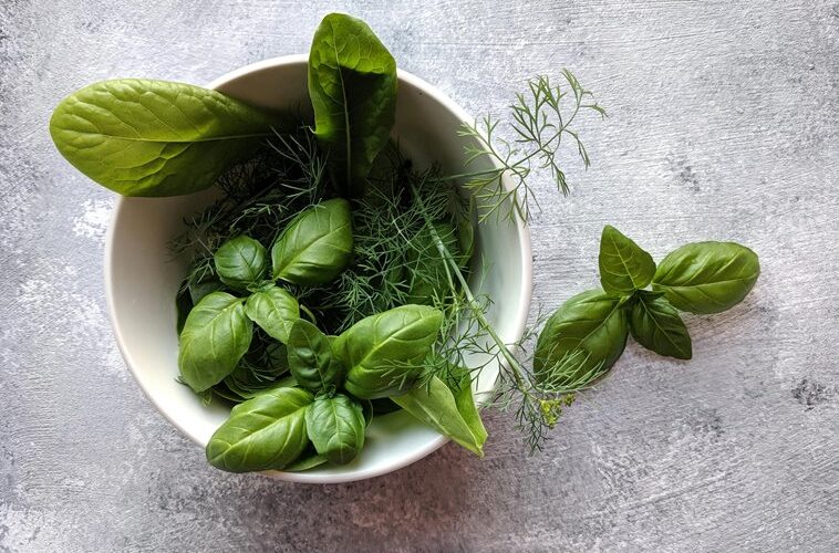 autumn dill harvest 21 days