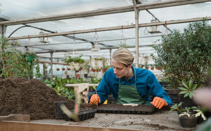 autumn peony planting secrets