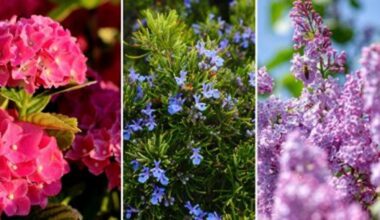 don t prune flowering shrubs