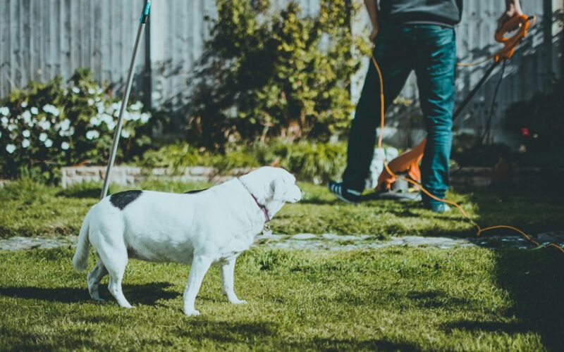 drain gasoline or stabilize