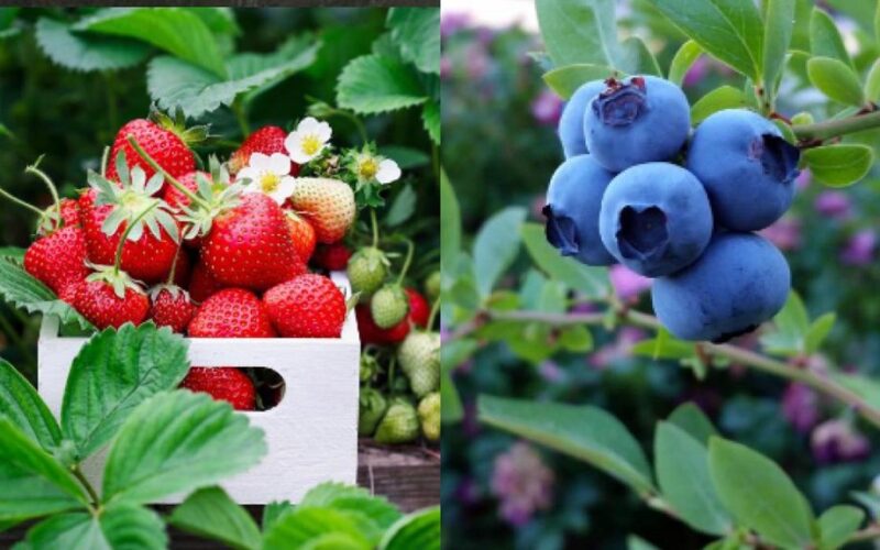 eat oily fish regularly