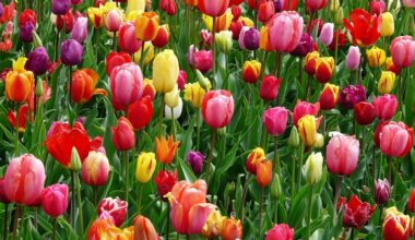 growing tulips now abundant 2026