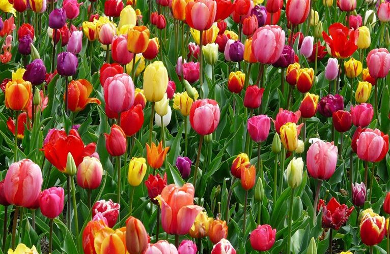 growing tulips now abundant 2026