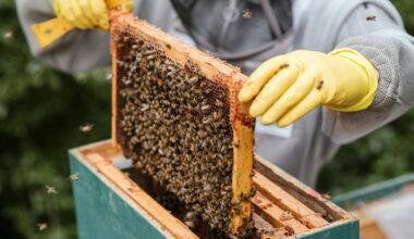 honey s benefits often exaggerated