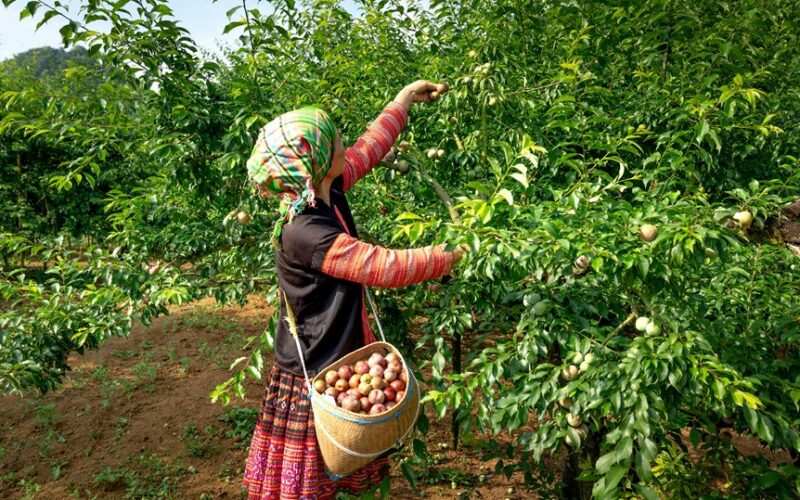 leaning fruit trees causes fixes