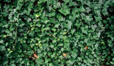 low maintenance living hedge plants