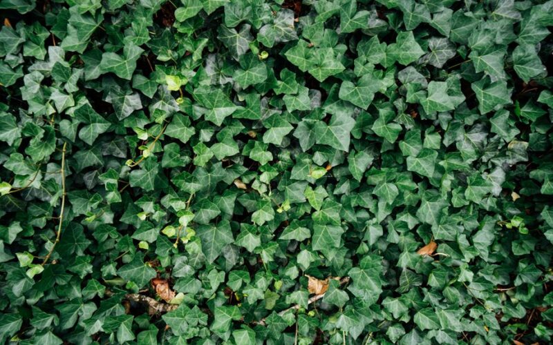 low maintenance living hedge plants