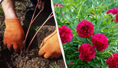plant peonies this autumn