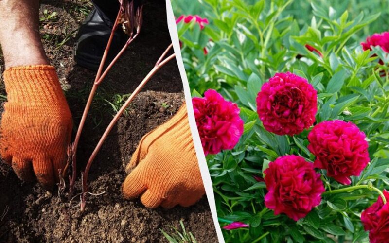 plant peonies this autumn