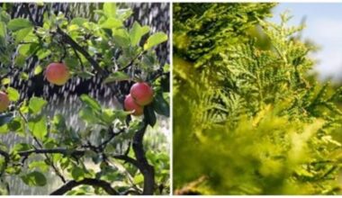 plant trees now for spring
