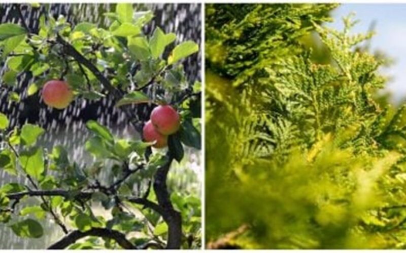 plant trees now for spring