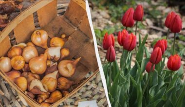 plant tulips after frost