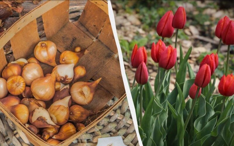 plant tulips after frost