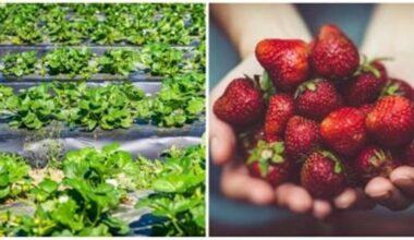 pruning now affects next season berries