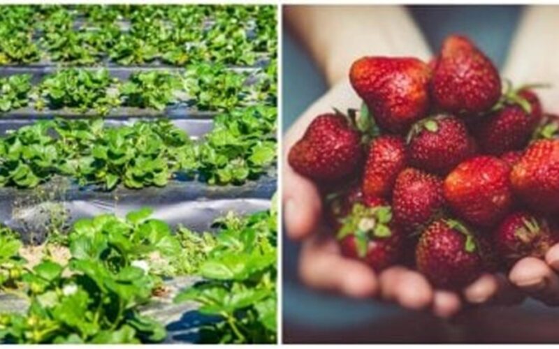 pruning now affects next season berries