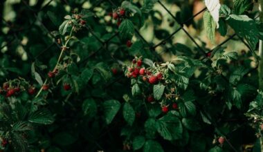raspberry bushes failed fruiting