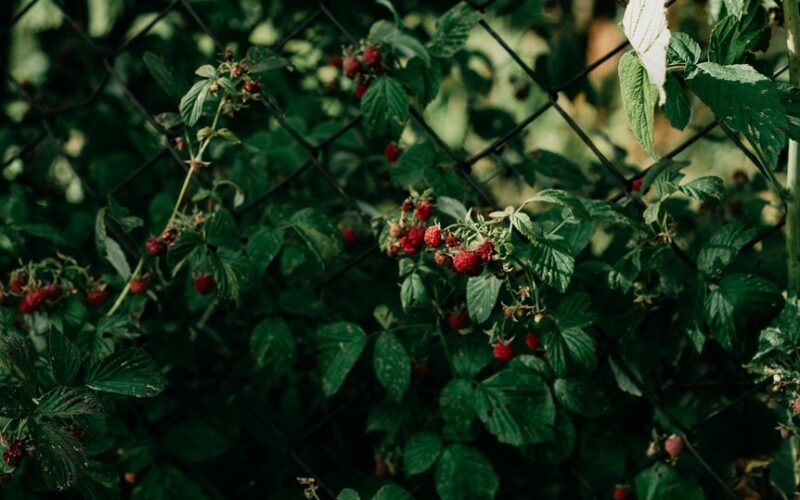 raspberry bushes failed fruiting