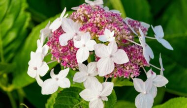 revive dried hydrangea blooms