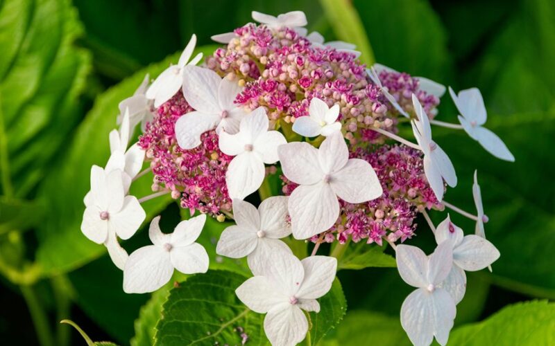 revive dried hydrangea blooms