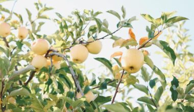 seasoned orchard care routine