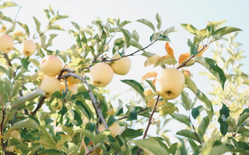 seasoned orchard care routine