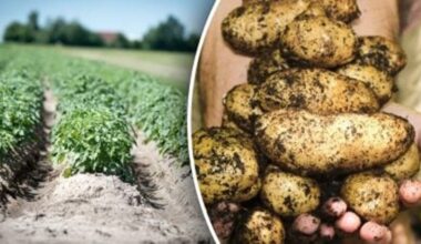 store onions beside potatoes