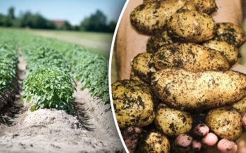 store onions beside potatoes