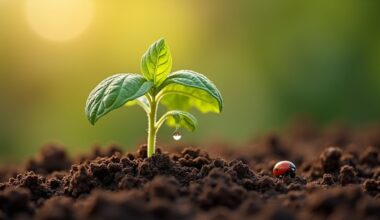 sugar aids seedling growth