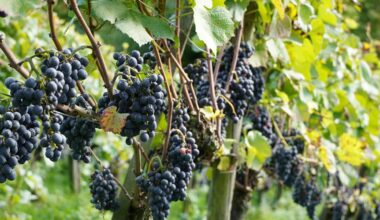 tend grapevines in fall