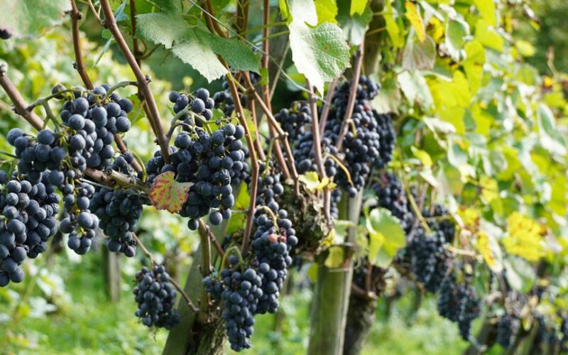 tend grapevines in fall