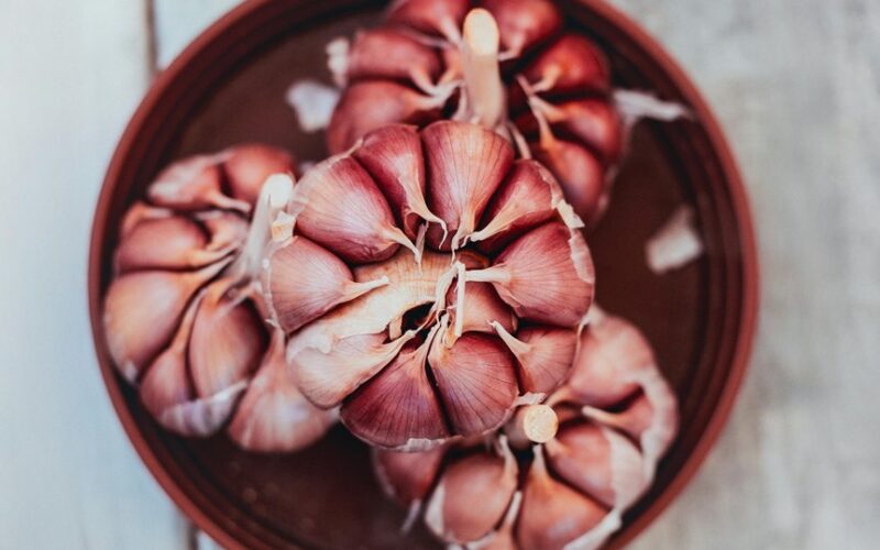 autumn planted bulb rodent proof method