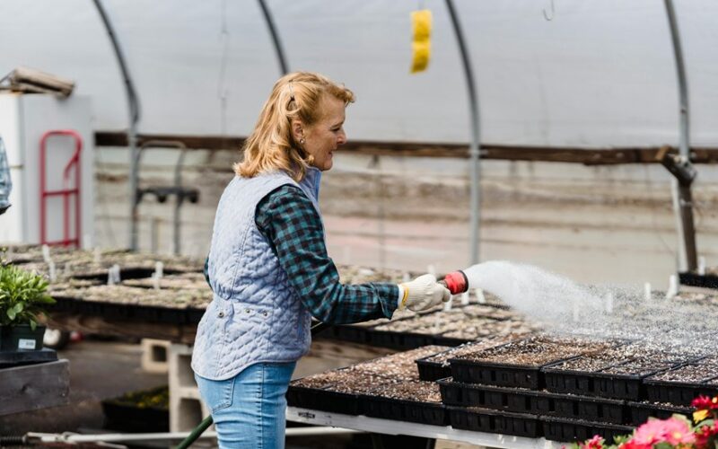 autumn watering eliminates greenhouse diseases