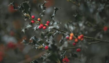 avoid rival berry shrub pairings