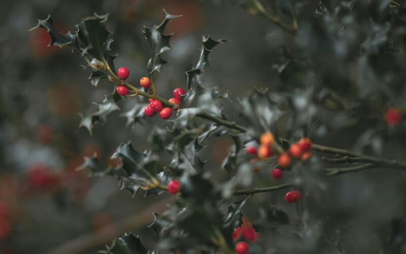 avoid rival berry shrub pairings