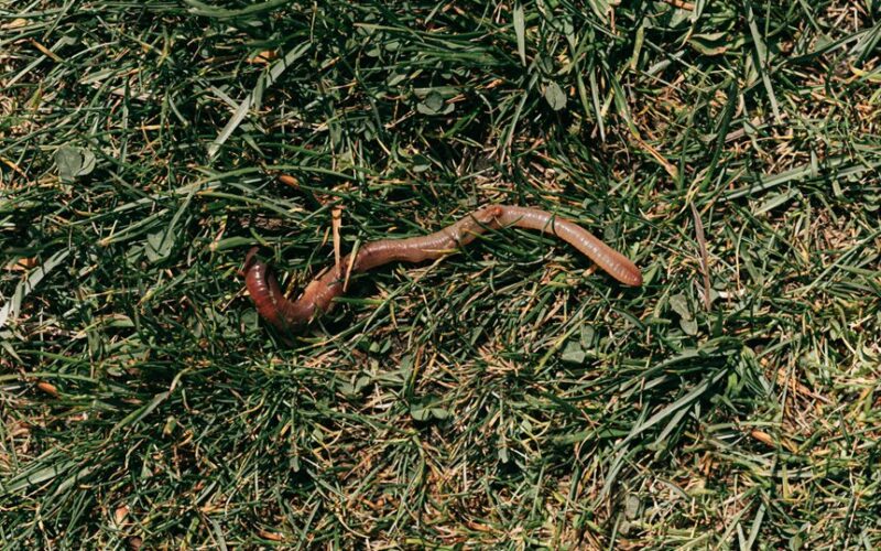 avoiding ash damage mistakes