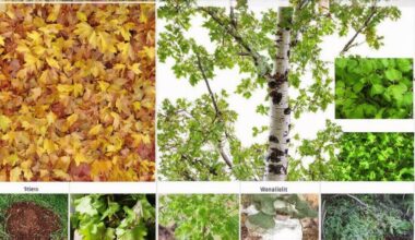 birch leaves improve soil fertility