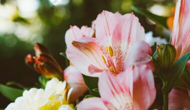 bulb nourishment for autumn lilies
