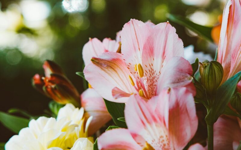 bulb nourishment for autumn lilies