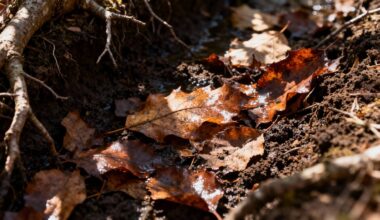 bury leaves enrich soil