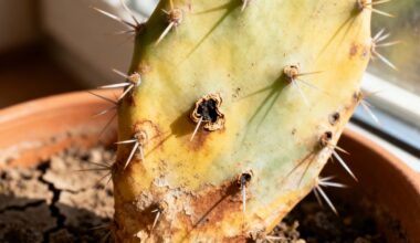 cactus turning pale identify cause