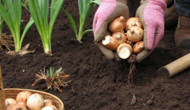 dig up tulips annually