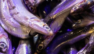 eat this fish twice