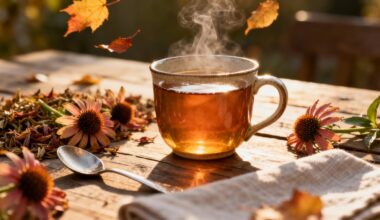 echinacea tea boosts immunity