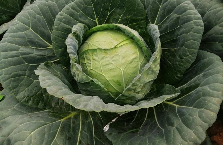 experienced gardeners use neem