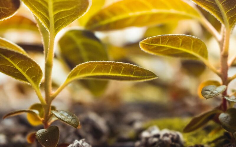 greenhouse seedlings thriving disease free