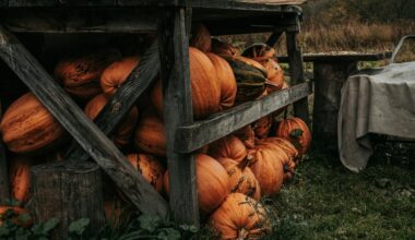 harvesting pumpkins for storage
