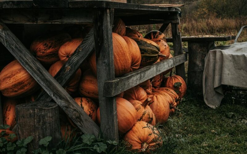 harvesting pumpkins for storage