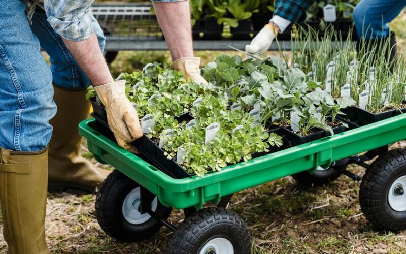 loosening greenhouse soil techniques