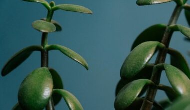 lucky green plants bring wealth
